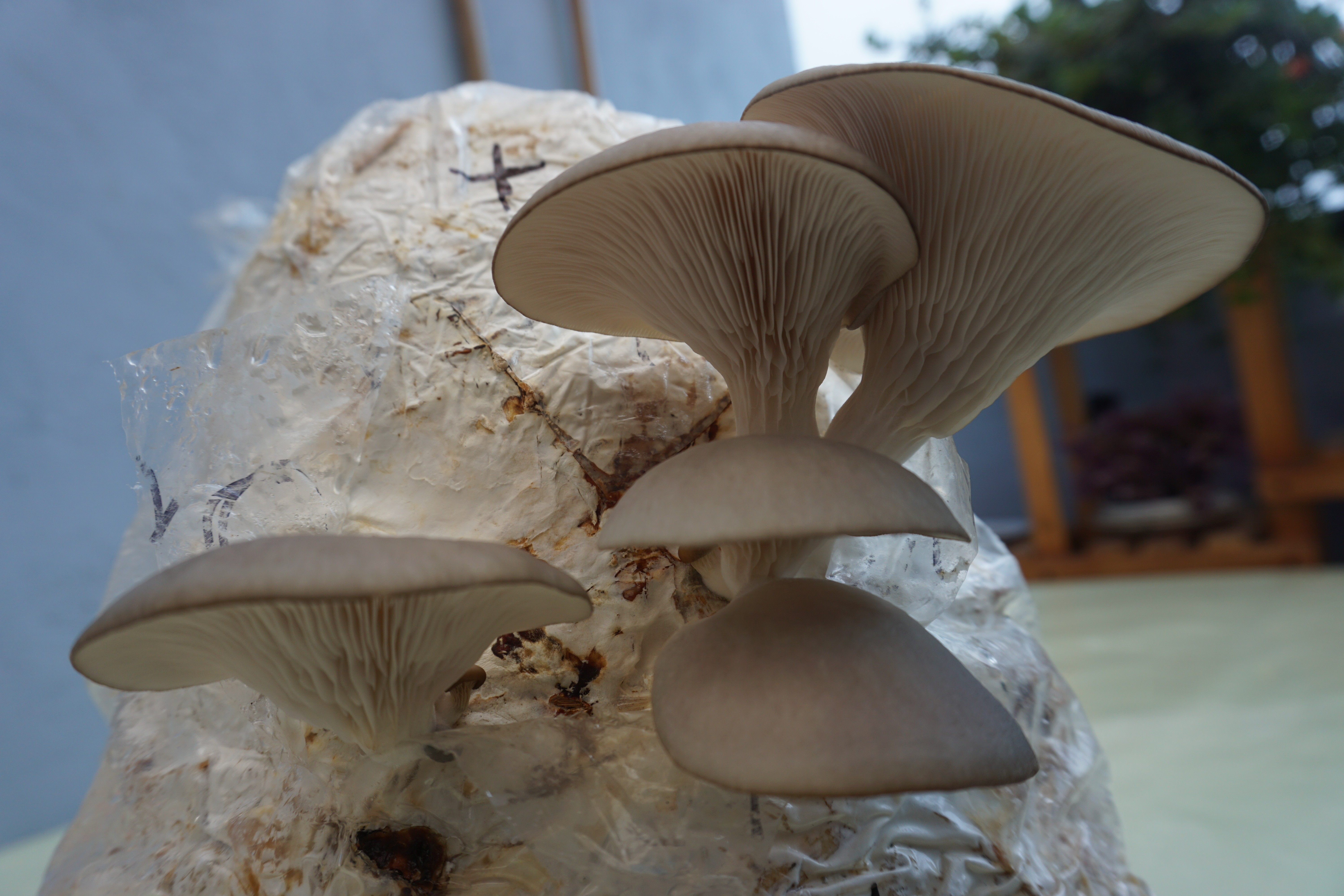 05_orellanas_fructificando_DSC03659.JPG