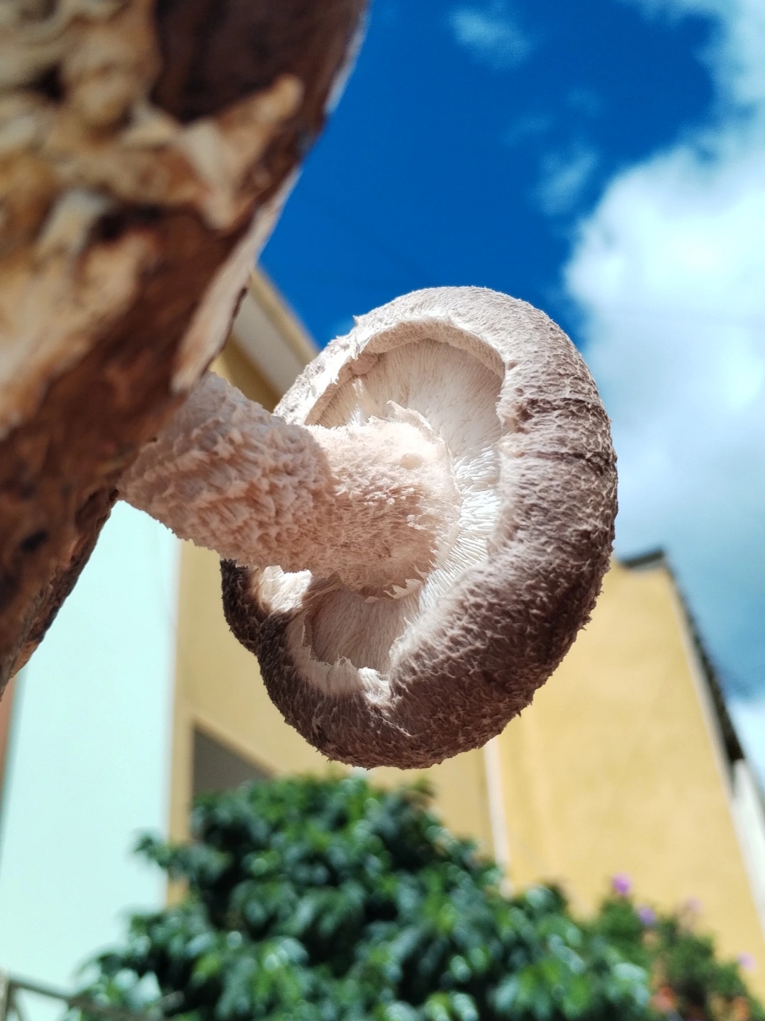 Bolsa de autocultivo shiitake (1Kg) 2