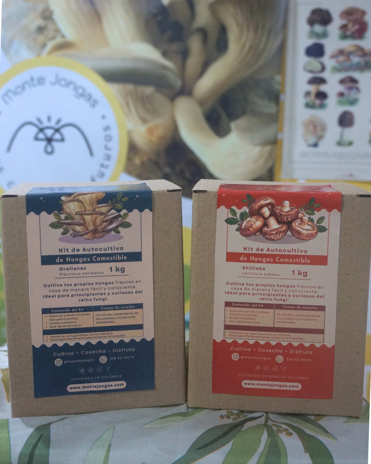 Combo de cultivo dual: Orellana + Shiitake 2