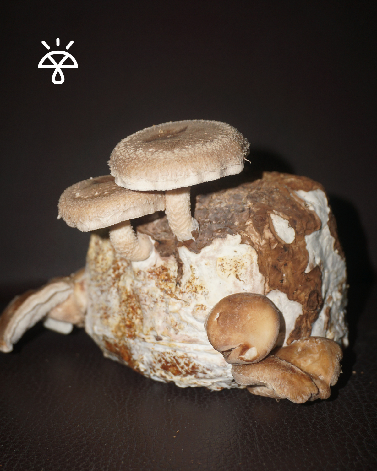 Combo de cultivo dual: Orellana + Shiitake 4
