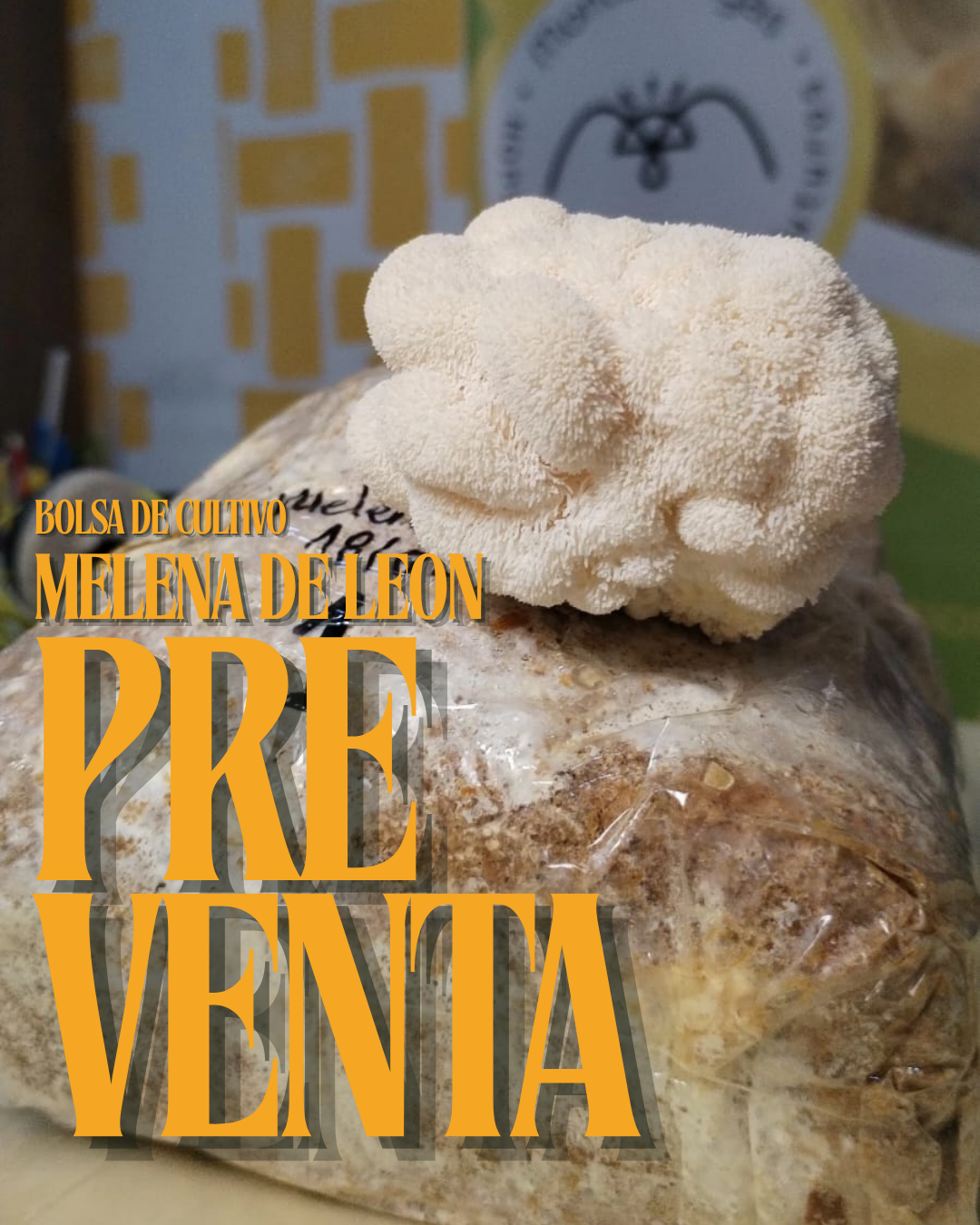 Bolsa de autocultivo melena de leon 1 kg - Preventa