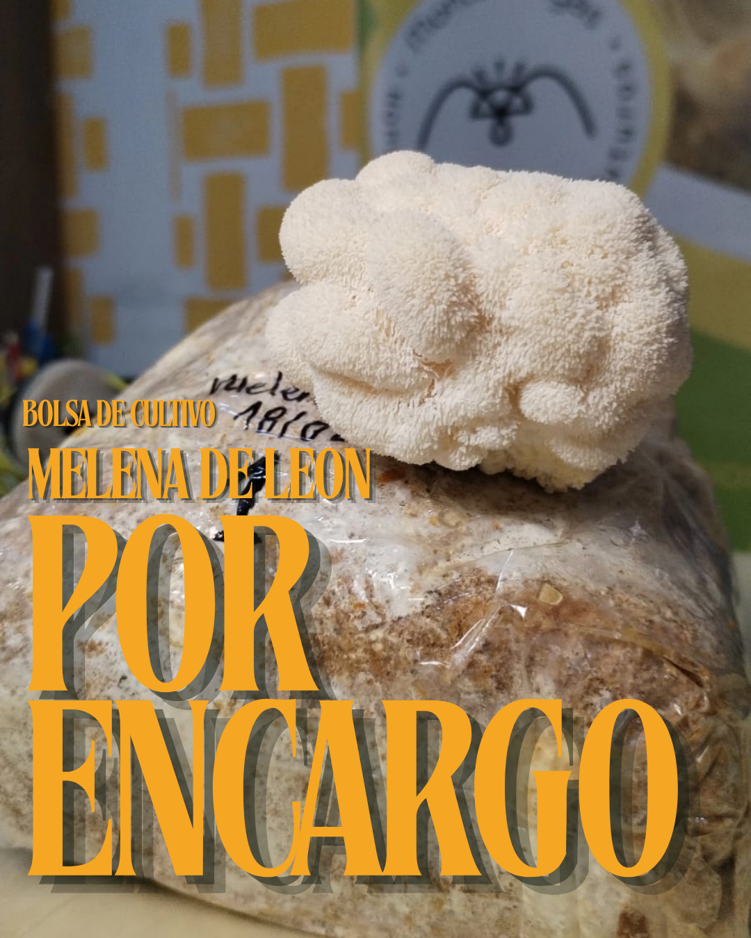 Bolsa de autocultivo Melena de Leon (1kg) | Por encargo