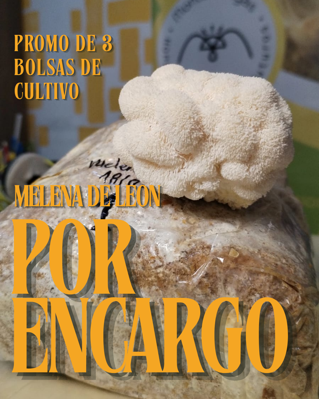 Promo 3 bolsas autocultivo Melena (1 kg c/u) | Por encargo